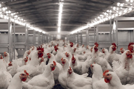 Tavukçuluk ve Kanatlı Hayvancılık Yatırım Teşvikleri